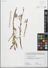 Foto von Salix fragilis L. x Salix triandra L.